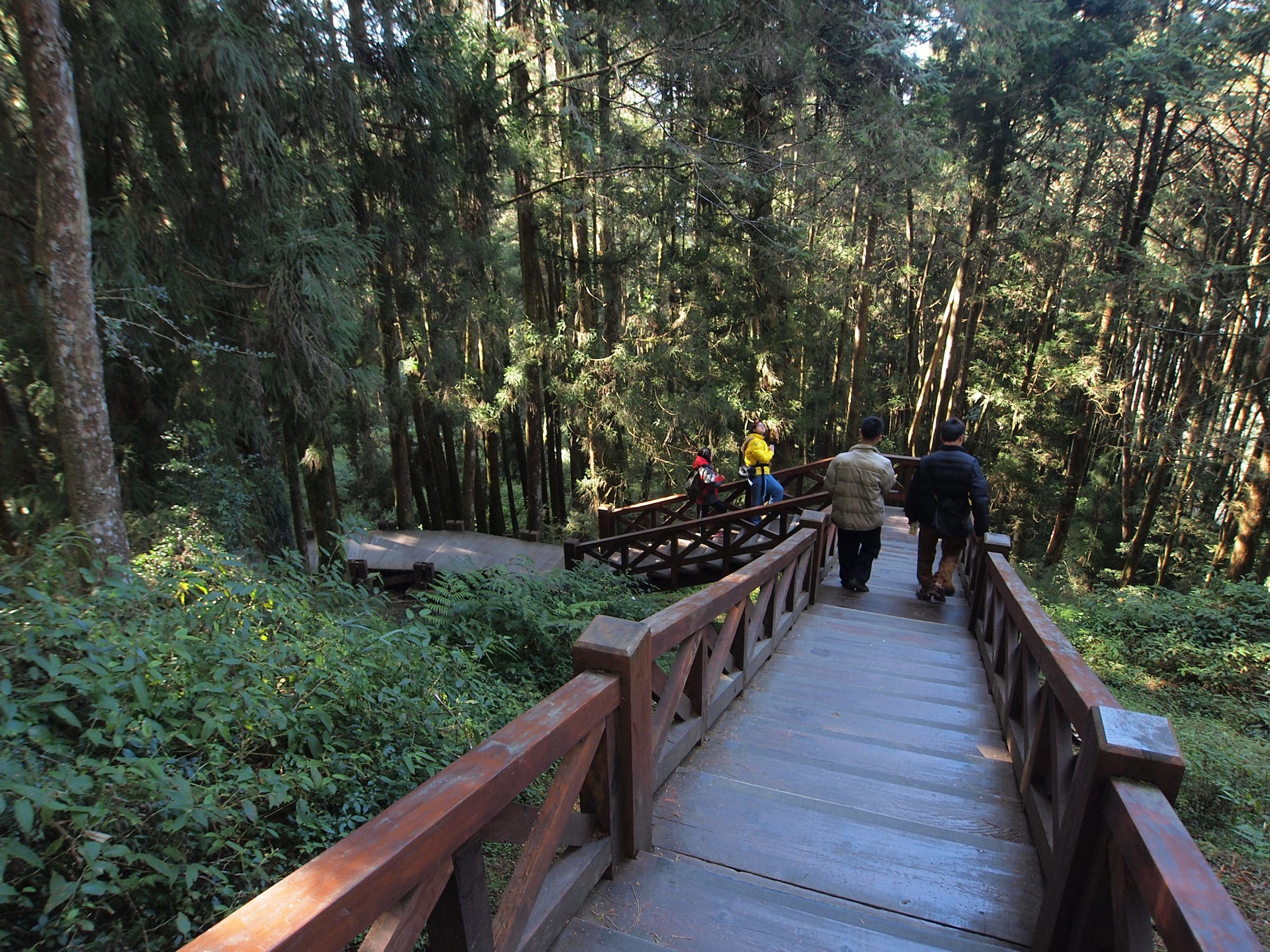 Giant Trees boardwalk, Alishan