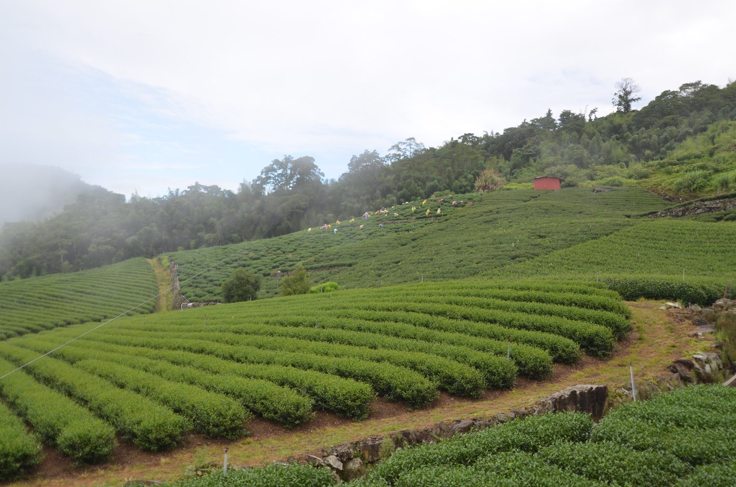 Tea garden in Alishan