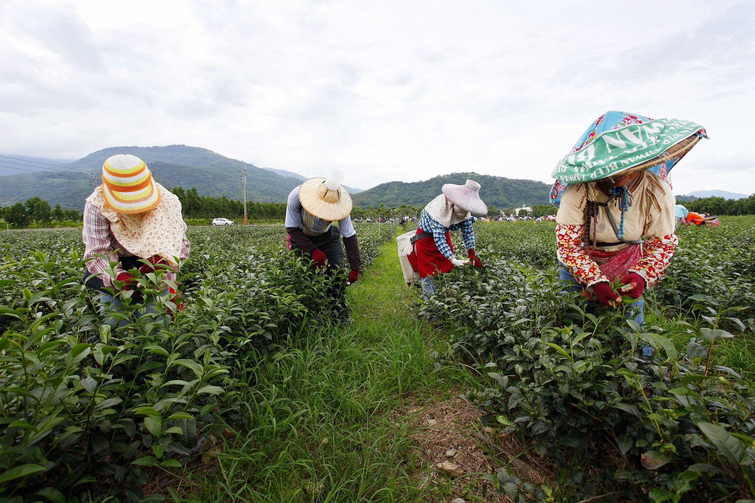 Tea picking in Luye, Taitung